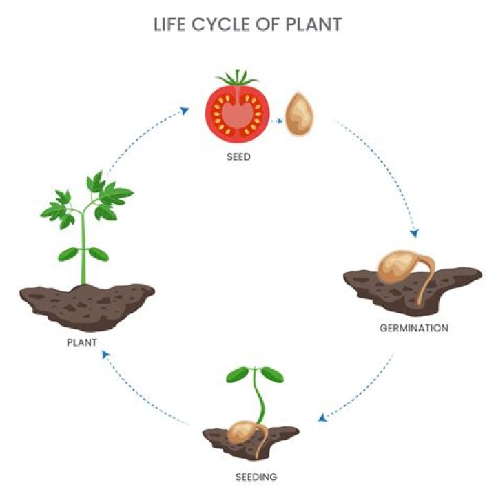 A Life Seed and pot in Death&rsquo;s Door