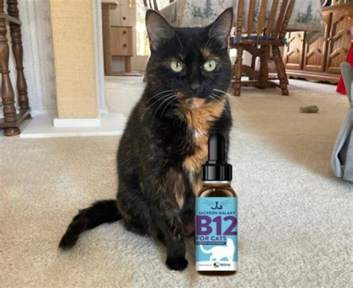 The cat and B12 prepare to ride down a bucket in Stray
