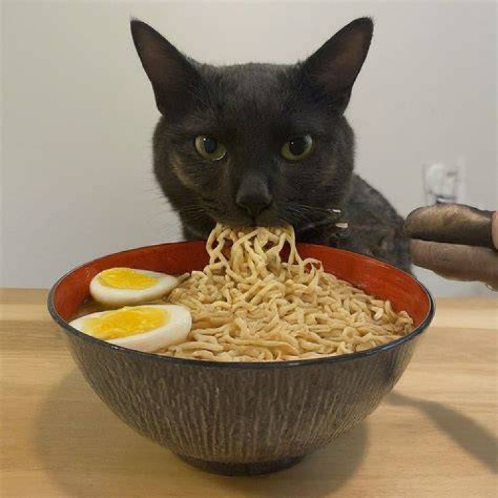 The cat inspects a ramen bowl in Stray